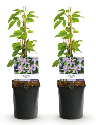 Produktbild von GreenboutiQ - Kletterpflanze - Clematis Justa - Blüte Hellblau - Wenig Pflege - 2 Pflanzen - Topf 11cm Höhe 40cm