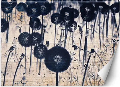 Produktbild von Vlies fototapete Monochrome Pusteblumen auf gealterten Brettern 368x254 cm Feeby Grau inkl. Kleber einfache Montage
