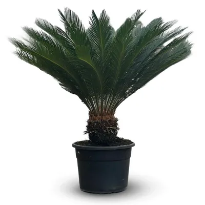 Image de Cycas revoluta - palmier - stip 40 cm - ↕ 130-150 cm - ⌀ 45 cm - plante d'extérieur