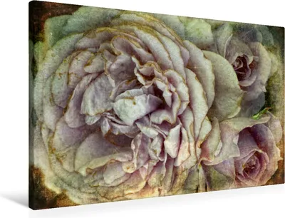Produktbild von Calvendo Textil-Leinwand 90 cm x 60 cm quer Romantische Rosen - Shabby Chic Style, Cross Martina; 7295980