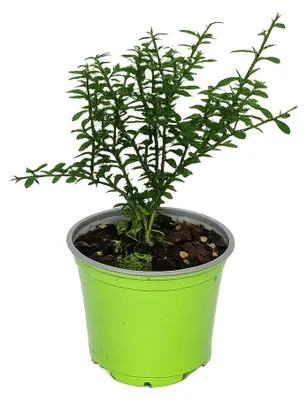 Image de Citron caviar - Citron caviar - Microcitrus australasica - Pot de 12 cm