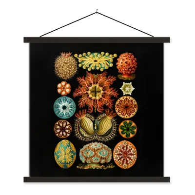 Produktbild von MuchoWow® Textilposter Vintage - Ernst Haeckel - Meerestier - Natur - Meer - Kunst 60x60 cm mit schwarzem Rahmen - Posteraufhänger