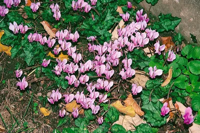 Produktbild von Cyclamen hederifolium 'Rosenteppich', Alpenveilchen, rosa, ca. 9x9 cm Topf