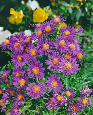 Produktbild von Kissen-Aster Augenweide, im Topf - Aster dumosus