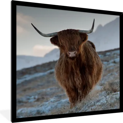 Produktbild von MuchoWow® Gerahmtes Poster Schottischer Hochländer - Landschaft - Schottland 40x40 cm - Poster mit Schwarzem Bilderrahmen Wandposter Rahmen Foto Bilder - Mit Rahmen - Wanddekoration Schlafzimmer
