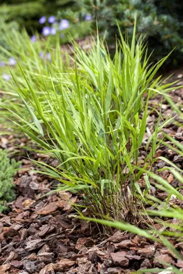 Produktbild von Hakonechloa macra, Japanisches Waldgras, ca. 9x9 cm Topf