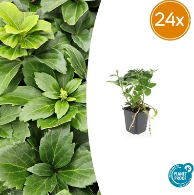 Produktbild von Pachysandra terminalis | 24 Stück - 10-25cm - Ø9cm - Gartenpflanze