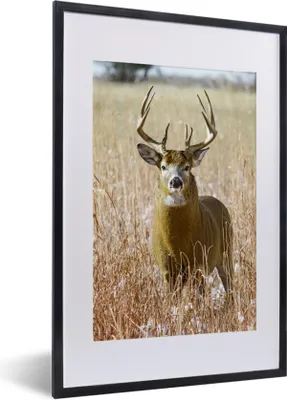 Produktbild von MuchoWow® Gerahmtes Poster Hirsche - Gras - Herbst - Tiere - Natur - Geweih 40x60 cm - Poster mit Schwarzem Bilderrahmen Wandposter Rahmen Foto Bilder - Poster in Rahmen