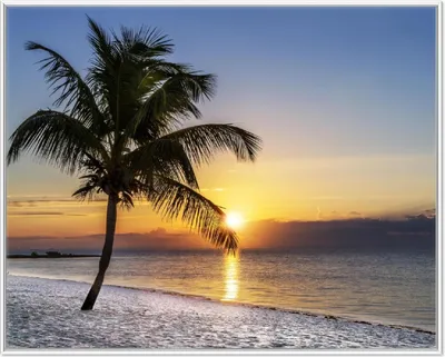 Produktbild von Wallario Wandbild Palme am Strand - Sonnenuntergang über dem Meer, Größe: 40,30 x 50,30 cm, Poster mit weißem Aluminiumrahmen