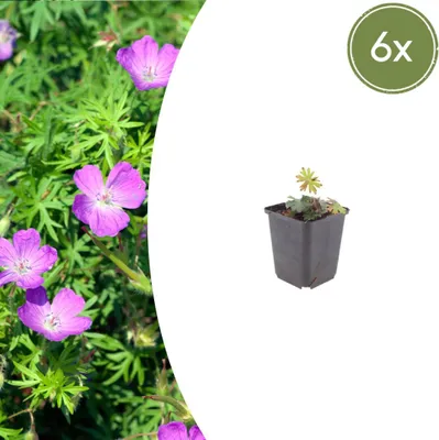 Zdjęcie produktu dla Geranium sanguineum – Geranium krwiste – doniczka 9 cm – 10–25 cm – zestaw 6 roślin