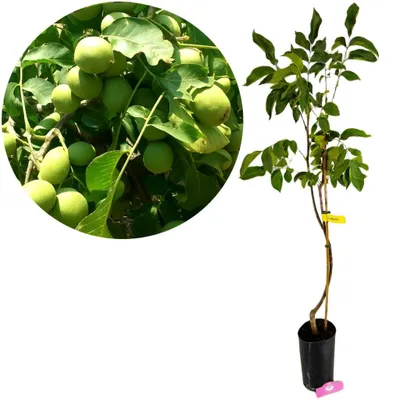 A collage showing a close-up of green walnuts on a tree branch and a young walnut tree in a pot.