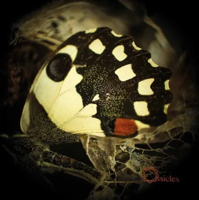 Produktbild von Ossicles-Music For Wastelands