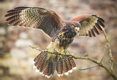 Produktbild von 3 D Ansichtskarte Wüstenbussard, Postkarte Wackelkarte Hologrammkarte Tiere Tier Vogel Greifvogel