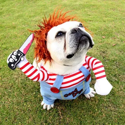 Zdjęcie produktu dla Solidchoice - Kostium na Halloween dla psa - Strachliwy kostium w stylu cosplay, rozmiar M