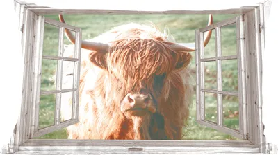 Produktbild von MuchoWow® Zierkissen Sofakissen Wohnzimmer Dekokissen 50x30 cm Schottisches Hochlandrind - Ansicht - Fenster - Tier - Wohnzimmerdekoration - Polster mit Photo
