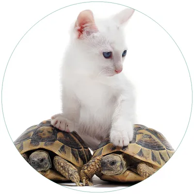 Produktbild von Wallario Premium Glasbild, freischwebende Optik, kräftige Farben, rund 50cm Durchmesser, Motiv Katze auf Schildkröten
