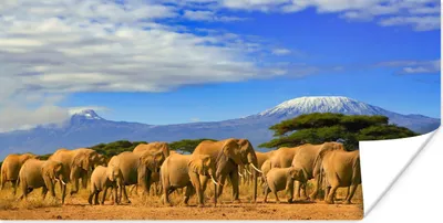 Produktbild von MuchoWow® Poster Elefant - Berg - Tansania 40x20 cm - Poster für die Wand - Poster Schlafzimmer