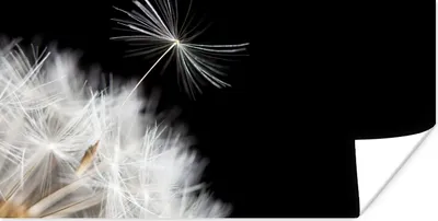 Produktbild von MuchoWow® Poster Blume - Löwenzahn - Pflanze 40x20 cm - Poster für die Wand - Poster Schlafzimmer
