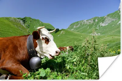 Produktbild von MuchoWow® Poster Kuh - Pflanzen - Berg 60x40 cm - Schlafzimmerdekoration