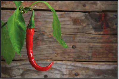 Produktbild von Wallario Wandbild Hängende Chili-Schote, Größe: 61 x 91,50 cm, Poster mit schwarzem Aluminiumrahmen