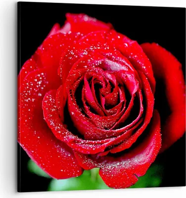 Produktbild von Bild auf Leinwand - Leinwandbild - Rose Blume Blütenblätter Wasser - 60x60cm - Wand Bild - Wanddeko - Leinwanddruck - Bilder - Kunstdruck - Wanddekoration - Leinwand bilder - Wandkunst - AC60x60-0370