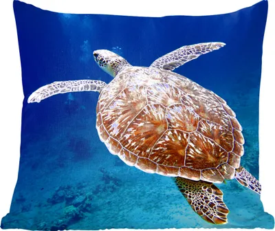 Produktbild von MuchoWow® Zierkissen Sofakissen Wohnzimmer Dekokissen 40x40 cm Schildkröte Fotodruck - Foto Kissen - Schlafzimmer Dekoration
