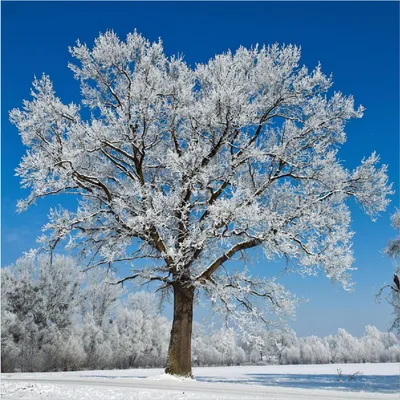 Produktbild von Wallario Premium Glasbild, freischwebende Optik, kräftige Farben, Größe 50 x 50 cm Motiv Schneebedeckter Baum mit blauen Himmel