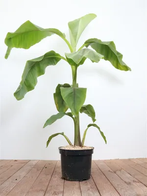 Produktbild von Musa japonica, Japanische Essbanane, 80–100 cm