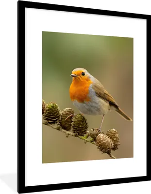 Produktbild von MuchoWow® Gerahmtes Poster Vogel - Rotkehlchen - Tannenzapfen - Zweig - Herbst 60x80 cm - Poster mit Schwarzem Bilderrahmen Wandposter Rahmen Foto Bilder - Wohnzimmer - Dekorationen - Prämie
