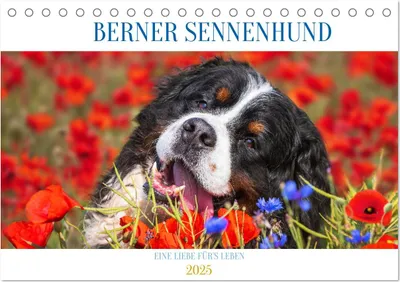 Produktbild von Berner Sennenhund - Eine Liebe für´s Leben (Tischkalender 2025 DIN A5 quer), CALVENDO Monatskalender