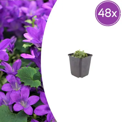 Produktbild von Campanula portenschlagiana | 48 Stück - 10-25cm - Ø9cm - Gartenpflanze