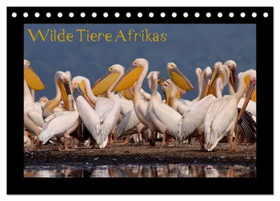 Produktbild von Wilde Tiere Afrikas (Tischkalender 2027 DIN A5 quer), CALVENDO Monatskalender