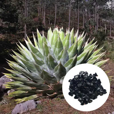 Obrázek produktu pro Semena Agave Montana - balení 5 ks - Exotická semena - Mrazuvzdorná - Agáve horská