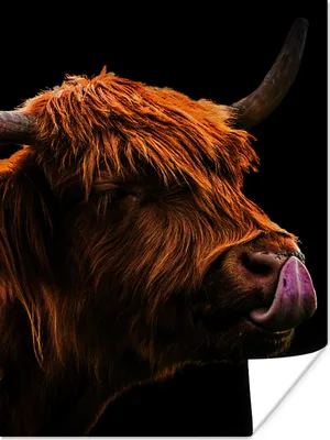 Produktbild von MuchoWow® Poster Schottischer Highlander - Zunge - Nase 120x160 cm - Wandbilder