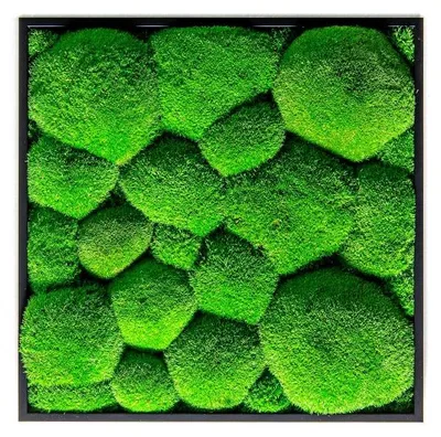 Produktbild von Gardners Wandbild aus Moos, 35x35 cm, mit Hügelmoos, schwarz