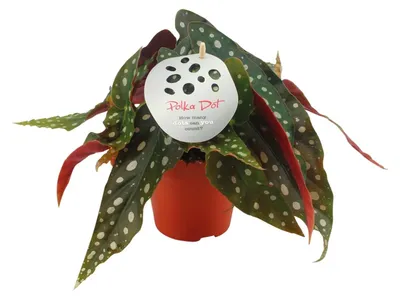 Image de Begonia maculata - 20cm - Ø12cm - Plante d'intérieur - Vert persistant