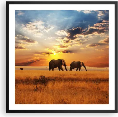 Produktbild von Gerahmtes Poster - Schwarzer Rahmen - Elefanten Safari Dschungel Busch - 60x60 cm - Wand Bild - Wanddeko - Wandbilder - Wandposter - Bilderrahmen - Bilder - Kunstdruck - Wandbild - P2BAC60x60-3150