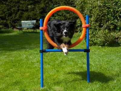 Hondentrainingsset Slalomstangen A Sunny Day Behendigheid - Agility Voor De Hond - Horde - Horde Set - 2 Stuks - Tot 95 12 Stangen Hondensport