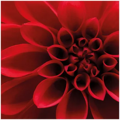 Produktbild von Wallario Memoboard Magnettafel aus Glas, Größe 50 x 50 cm, Motiv Rote Dahlienblüte in Nahaufnahme