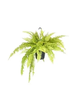 Productafbeelding van Zwaardvaren Nephrolepis exaltata 'Blonde', hangplant, 40 cm