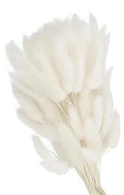 80 getrocknete Hasenschwanzblumen, 40 cm, Pampasgras, weiß