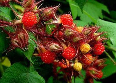 Produktbild von Rubus phoenicolasius - Japanische Weinbeere | 25 cm im topf