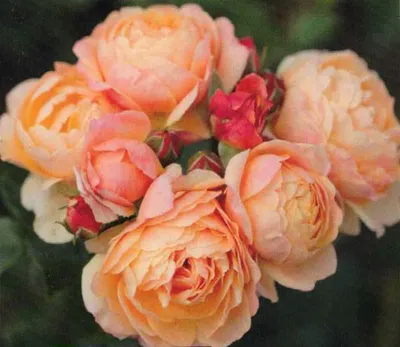 Produktbild von Beetrose Creme Brülee ® - apricot-orange - Tantau Rose - Duft ++ - Floribundarose