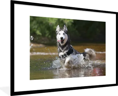 Produktbild von MuchoWow® Gerahmtes Poster Husky im Wasser 90x60 cm - Poster mit Schwarzem Bilderrahmen Wandposter Rahmen Foto Bilder - Wanddekoration - Fotos