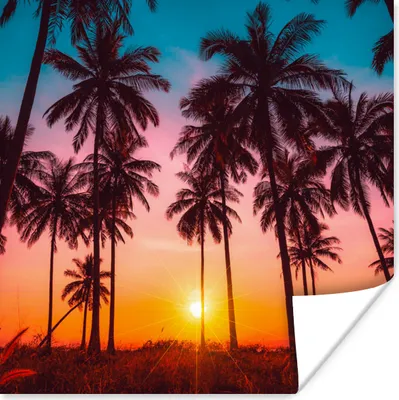 Produktbild von MuchoWow® Poster Palme - Sonnenuntergang - Horizont - Strand - Orange - Rosa 75x75 cm - Wand Dekoration