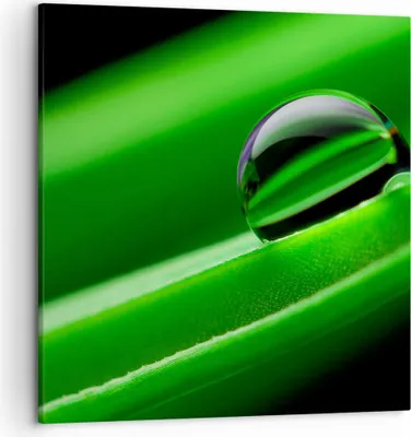 Produktbild von Bild auf Leinwand - Leinwandbild - Pflanze Tropfen Wasser Blase - 50x50cm - Wand Bild - Wanddeko - Leinwanddruck - Bilder - Kunstdruck - Wanddekoration - Leinwand bilder - Wandkunst - AC50x50-2352