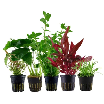 Produktbild von Pflanzen Set mit 5 Einsteiger Wasserpflanzen Nr.105