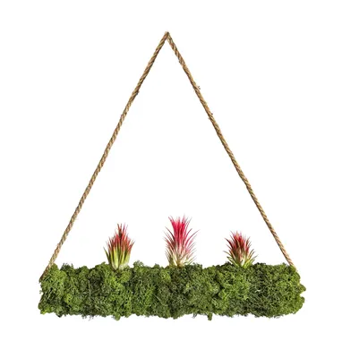 Produktbild von Tillandsien auf Moosrolle XXL 50 cm " Handmade "