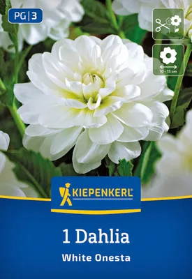 Produktbild von Kiepenkerl Seerosen-Dahlie White Onesta Dahlia x Hybrida 1 Pflanze