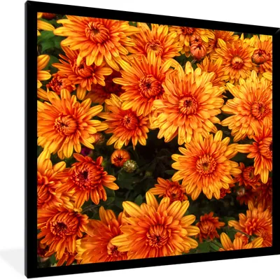 Produktbild von MuchoWow® Gerahmtes Poster Blumen - Orange - Chrysantheme 40x40 cm - Poster mit Schwarzem Bilderrahmen Wandposter Rahmen Foto Bilder - Mit Rahmen - Wanddekoration Schlafzimmer
